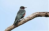 Lewis's Woodpecker